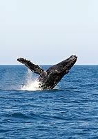 Whale Tail in Maui